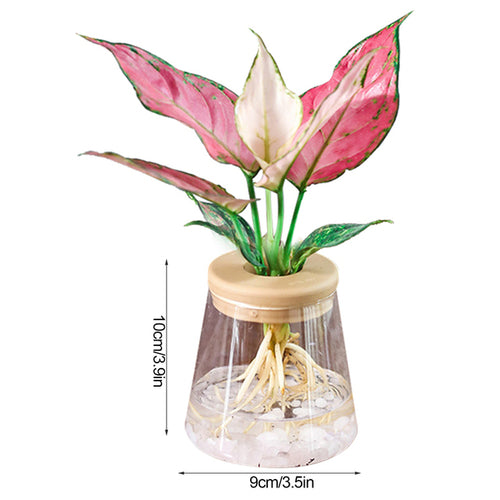 Compact Hydroponic Glass Vase with Silicone Cap